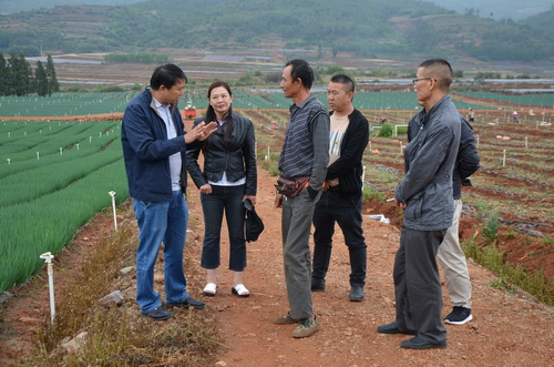 葵山香蔥基地調研
