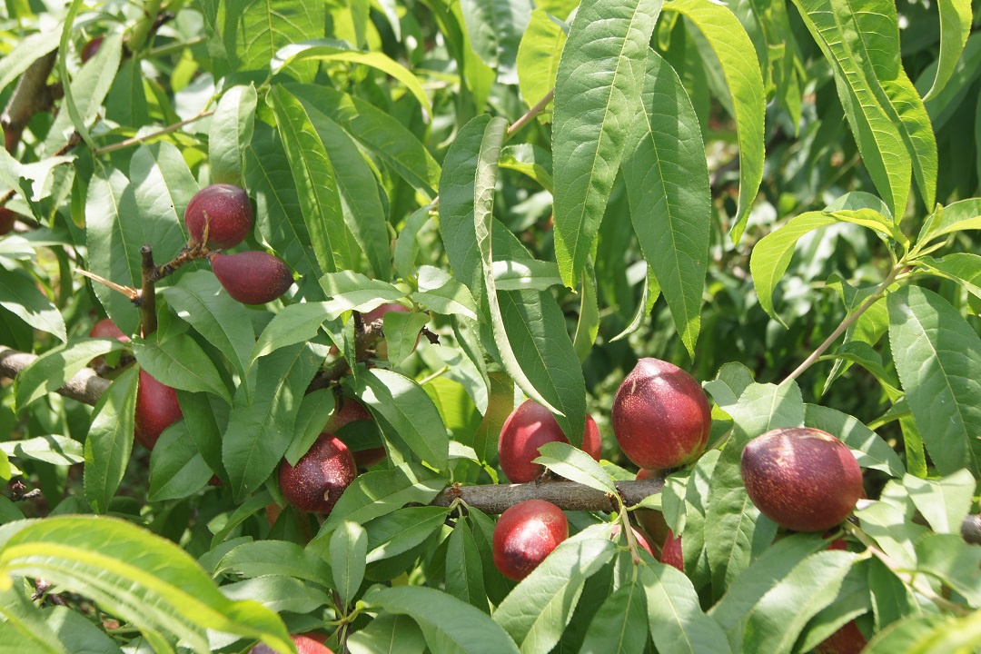圖二，冒水洞村油桃產(chǎn)業(yè).JPG